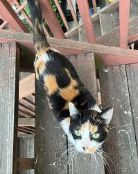 Found/Stray Unknown Cat last seen Painted Ladies, San Francisco, CA 94117