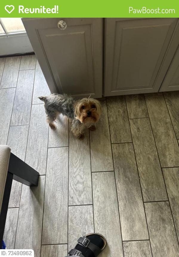 Reunited Male Dog last seen 30th st and Avenue J, Lancaster, CA 93536