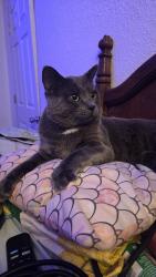 Lost Male Cat last seen Buffalo and granite street, Saint Paul, MN 55117