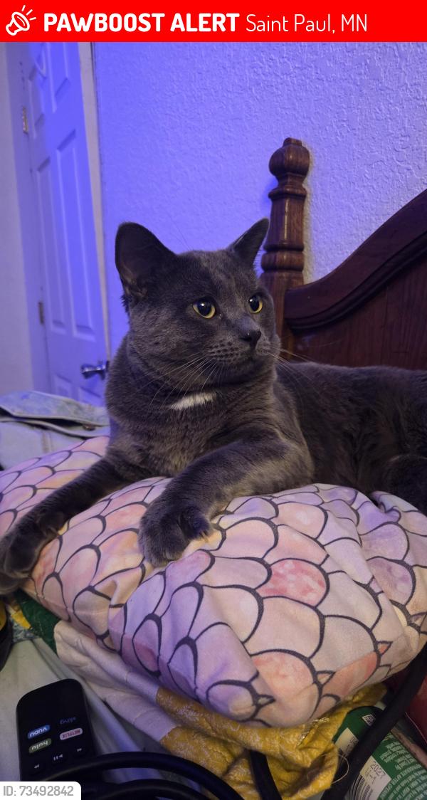 Lost Male Cat last seen Buffalo and granite street, Saint Paul, MN 55117