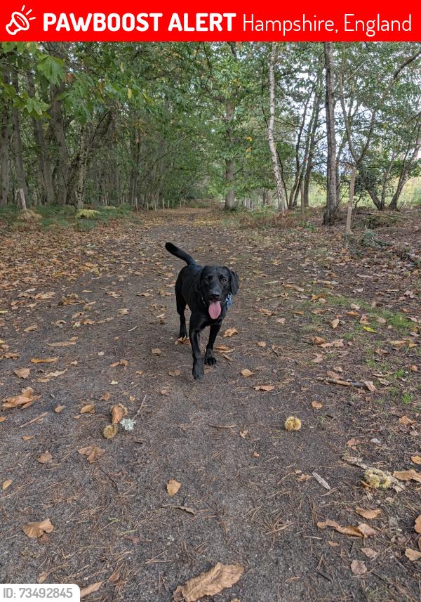 Lost Male Dog last seen Flood meadows Alton, Hampshire, England 