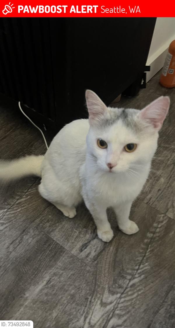 Lost Male Cat last seen Near stone ave, Seattle, WA 98133
