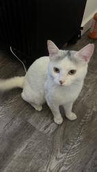 Lost Male Cat last seen Near stone ave, Seattle, WA 98133