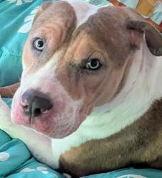 Reunited Male Dog last seen Chalon and Sunset Dr, Victorville, CA 92395