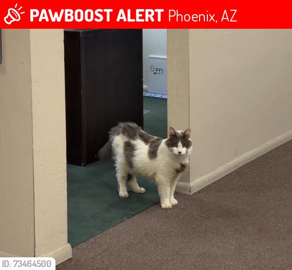 Lost Male Cat last seen S 67th Ave & W Buckeye Rd, Phoenix, AZ 85043