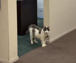 Lost Male Cat last seen S 67th Ave & W Buckeye Rd, Phoenix, AZ 85043