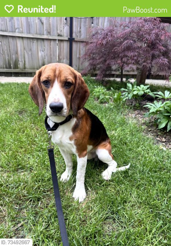 Reunited Male Dog last seen Corner of loveland miamiville road and Branch Hill Guinea Pike, Loveland, OH 45140