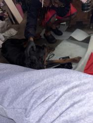 Found/Stray Male Dog last seen High school rd, Speedway, IN 46224