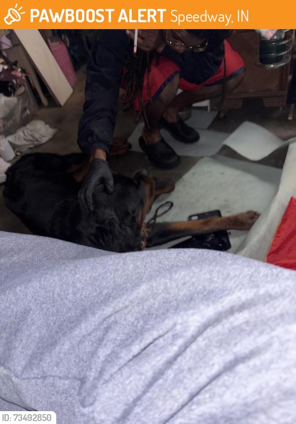 Found/Stray Male Dog last seen High school rd, Speedway, IN 46224