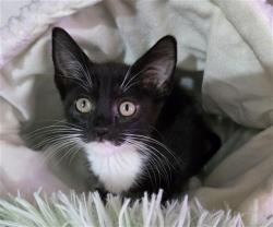 Shelter Stray Male Cat last seen FOUND AT SEVILLE PARK, 333 Chandler Pl, San Bernardino, CA 92408, USA