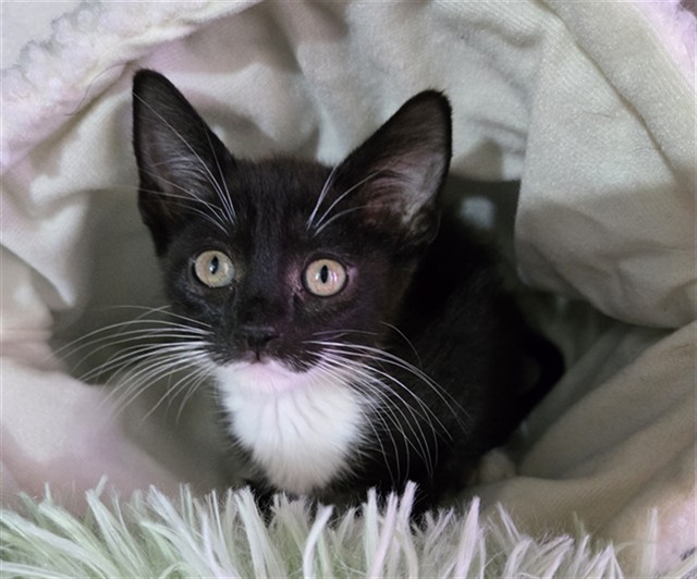 Shelter Stray Male Cat last seen FOUND AT SEVILLE PARK, 333 Chandler Pl, San Bernardino, CA 92408, USA
