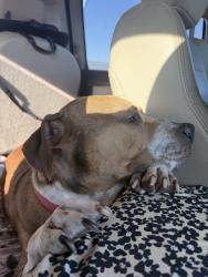Reunited Male Dog last seen By the school, Burleson, TX 76028
