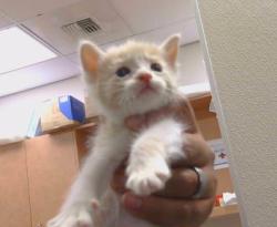 Shelter Stray Female Cat last seen STOCKTON BLVD/FLEMING AVE, 95823, 3839 Bradshaw Rd, Sacramento, CA 95827, USA