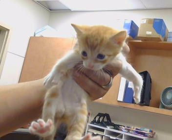 Shelter Stray Male Cat last seen STOCKTON BLVD/FLEMING AVE, 95823, 3839 Bradshaw Rd, Sacramento, CA 95827, USA