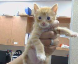 Shelter Stray Male Cat last seen STOCKTON BLVD/FLEMING AVE, 95823, 3839 Bradshaw Rd, Sacramento, CA 95827, USA