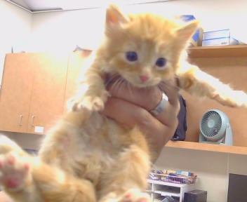 Shelter Stray Male Cat last seen STOCKTON BLVD/FLEMING AVE, 95823, 3839 Bradshaw Rd, Sacramento, CA 95827, USA