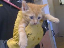Shelter Stray Female Cat last seen ELAINE DR/ALDEN WAY, 95828, 3839 Bradshaw Rd, Sacramento, CA 95827, USA