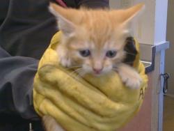 Shelter Stray Female Cat last seen ELAINE DR/ALDEN WAY, 95828, 3839 Bradshaw Rd, Sacramento, CA 95827, USA