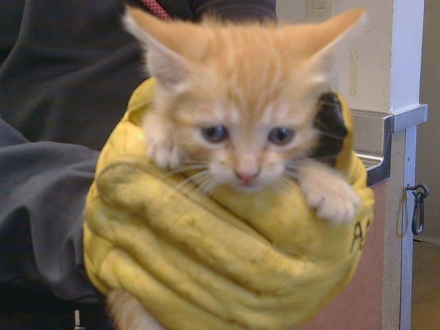 Shelter Stray Female Cat last seen ELAINE DR/ALDEN WAY, 95828, 3839 Bradshaw Rd, Sacramento, CA 95827, USA