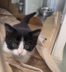 Shelter Stray Female Cat last seen 88TH & BRIGHTON RD, 12155 Park Blvd, Brighton, CO 80601, USA