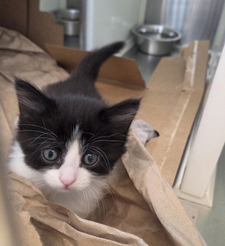 Shelter Stray Female Cat last seen 88TH & BRIGHTON RD, 12155 Park Blvd, Brighton, CO 80601, USA