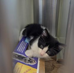 Shelter Stray Female Cat last seen Near BLOCK, 12155 Park Blvd, Brighton, CO 80601, USA