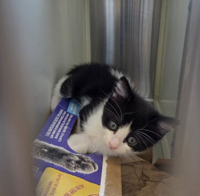 Shelter Stray Female Cat last seen Near BLOCK, 12155 Park Blvd, Brighton, CO 80601, USA