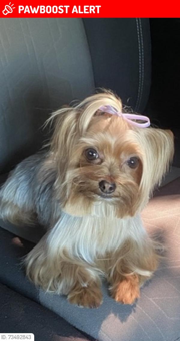 Lost Female Dog last seen Santa Rosa mine rd, Riverside County, CA 92570