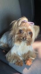 Lost Female Dog last seen Santa Rosa mine rd, Riverside County, CA 92570