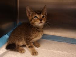 Shelter Stray Male Cat last seen , 11361 W Pico Blvd, Los Angeles, CA 90064, USA