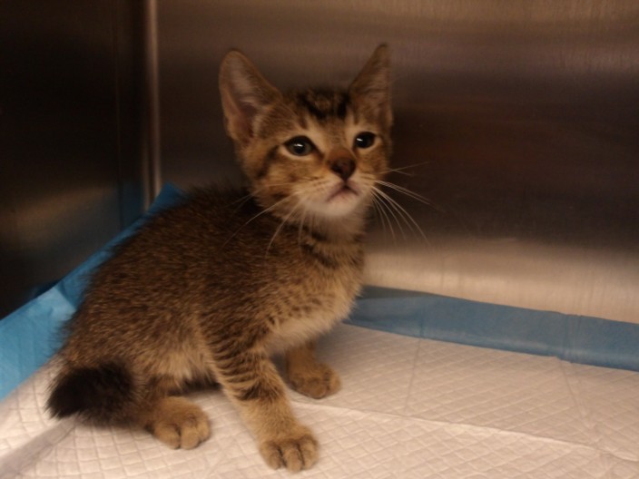 Shelter Stray Male Cat last seen , 11361 W Pico Blvd, Los Angeles, CA 90064, USA
