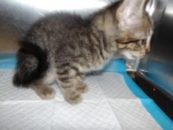 Shelter Stray Female Cat last seen , 11361 W Pico Blvd, Los Angeles, CA 90064, USA