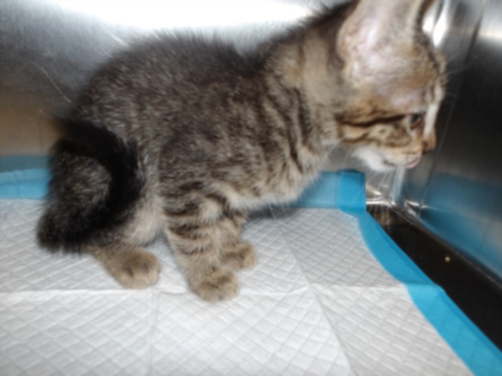 Shelter Stray Female Cat last seen , 11361 W Pico Blvd, Los Angeles, CA 90064, USA