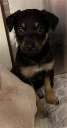 Shelter Stray Female Dog last seen Near BLOCK E 20TH ST, 2020 Forest St, Jacksonville, FL 32204, USA