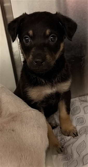 Shelter Stray Female Dog last seen Near BLOCK E 20TH ST, 2020 Forest St, Jacksonville, FL 32204, USA