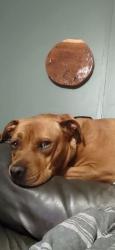 Reunited Female Dog last seen Near NC-41, Trenton, NC 28585