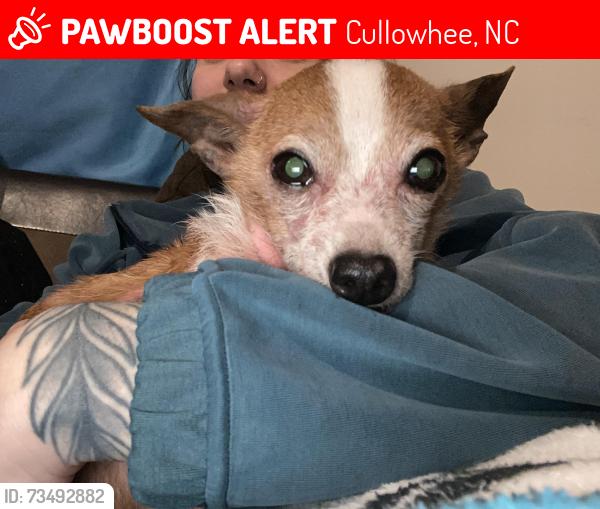 Lost Male Dog last seen Wbu campus/ the dam, Cullowhee, NC 28723