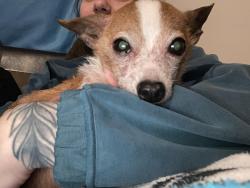 Lost Male Dog last seen Wbu campus/ the dam, Cullowhee, NC 28723
