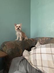 Lost Female Dog last seen Near est Bennett st, Compton, CA 90221