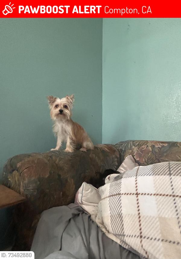 Lost Female Dog last seen Near est Bennett st, Compton, CA 90221