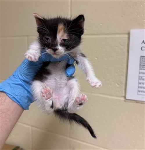 Shelter Stray Female Cat last seen RIVERSIDE BLVD & GREENHAVEN DR, 2127 Front St, Sacramento, CA 95818, USA