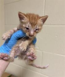 Shelter Stray Male Cat last seen RIVERSIDE BLVD & GREENHAVEN DR, 2127 Front St, Sacramento, CA 95818, USA