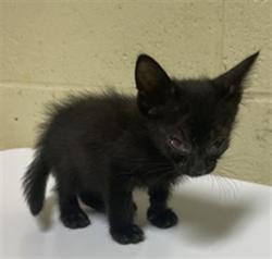 Shelter Stray Female Cat last seen BERGER AVE & ELEANOR AVE, 2127 Front St, Sacramento, CA 95818, USA