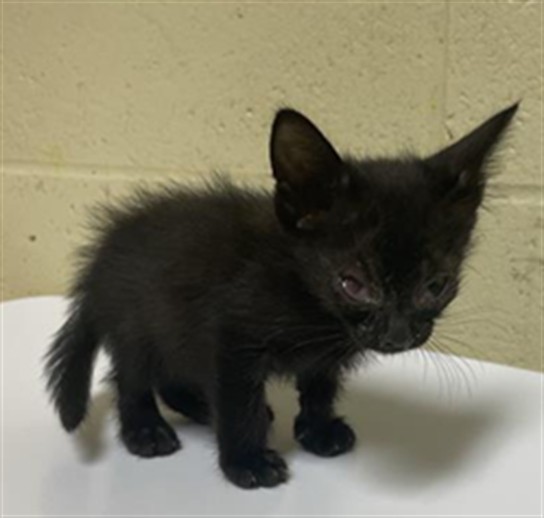 Shelter Stray Female Cat last seen BERGER AVE & ELEANOR AVE, 2127 Front St, Sacramento, CA 95818, USA