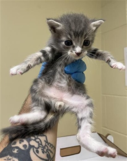 Shelter Stray Male Cat last seen WYNDHAM DR & LINDBROOK WAY, 2127 Front St, Sacramento, CA 95818, USA