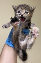 Shelter Stray Female Cat last seen WYNDHAM DR & LINDBROOK WAY, 2127 Front St, Sacramento, CA 95818, USA