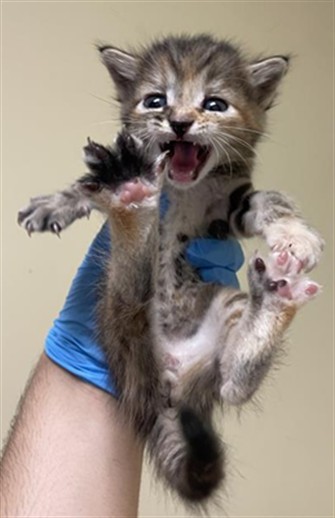 Shelter Stray Female Cat last seen WYNDHAM DR & LINDBROOK WAY, 2127 Front St, Sacramento, CA 95818, USA
