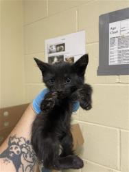Shelter Stray Male Cat last seen ARCADE BLVD & PALMER ST, 2127 Front St, Sacramento, CA 95818, USA