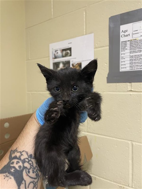 Shelter Stray Male Cat last seen ARCADE BLVD & PALMER ST, 2127 Front St, Sacramento, CA 95818, USA