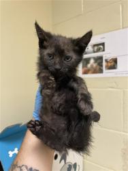 Shelter Stray Female Cat last seen ARCADE BLVD & PALMER ST, 2127 Front St, Sacramento, CA 95818, USA